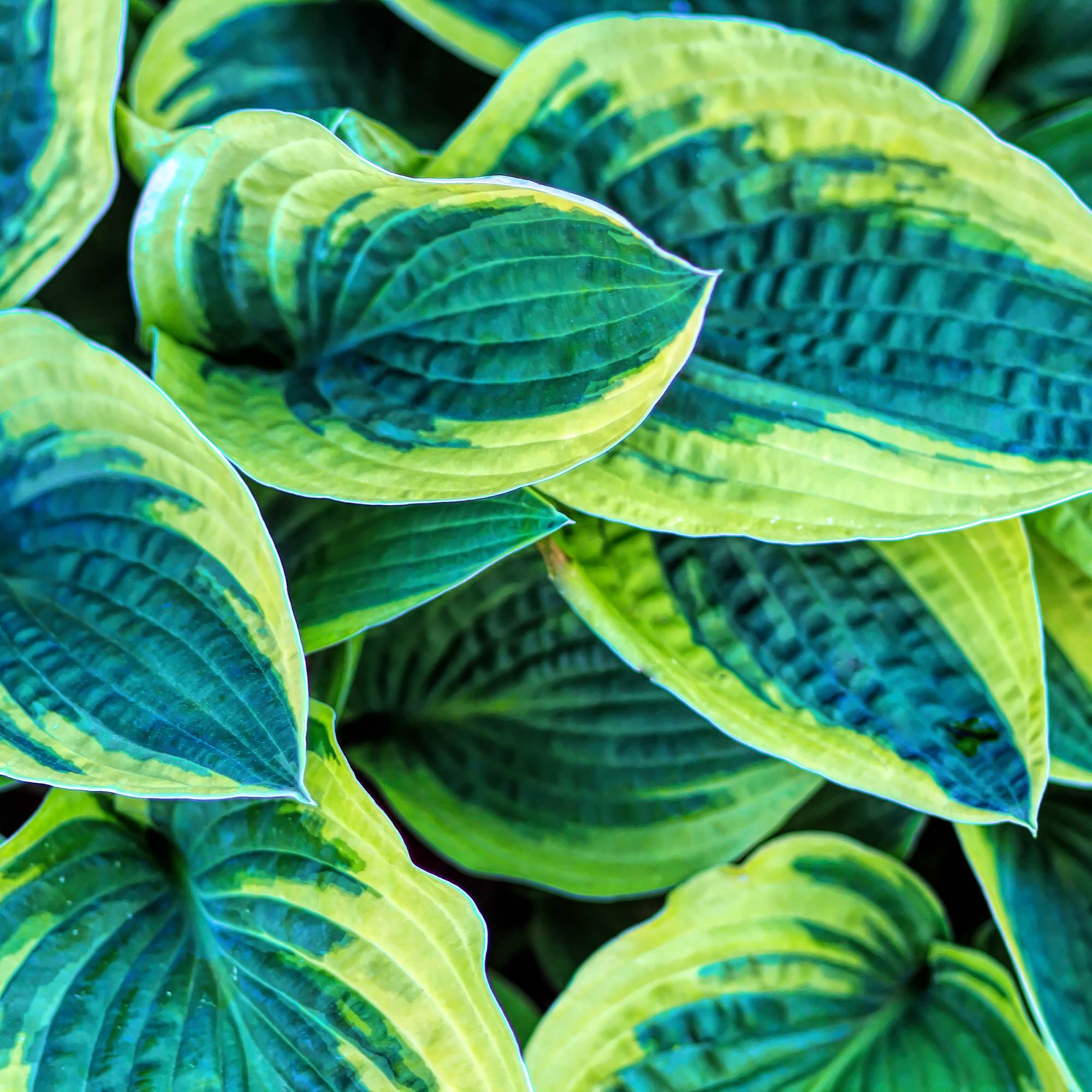 Close up of variegated hosta leaves