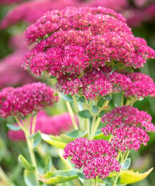 Sedums bring late summer and fall color to the garden