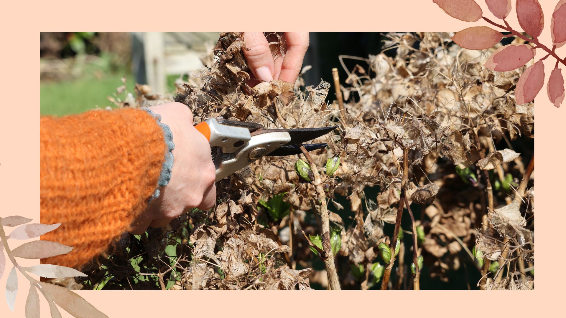 Person wearing an orange jumper trimming back hydrangeas in spring 