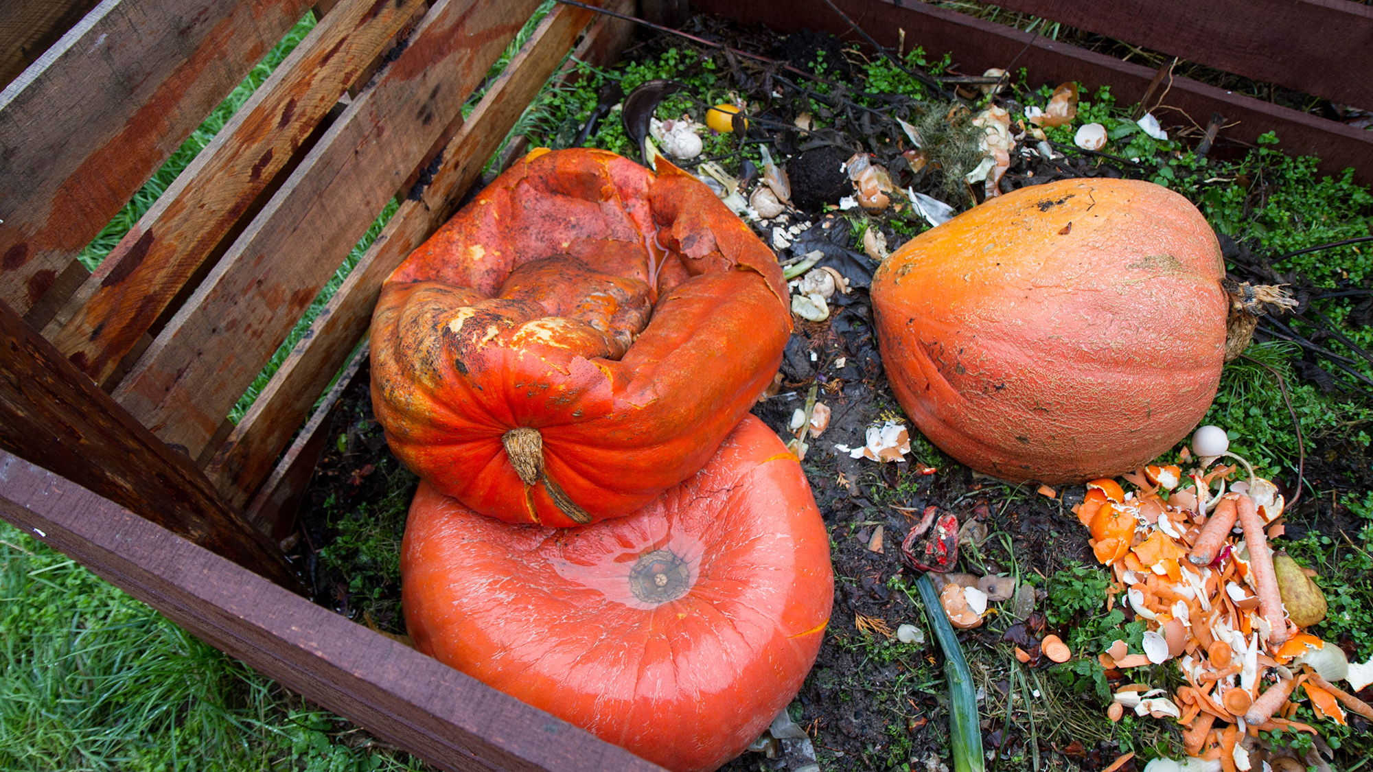 Whole pumpkins in composter