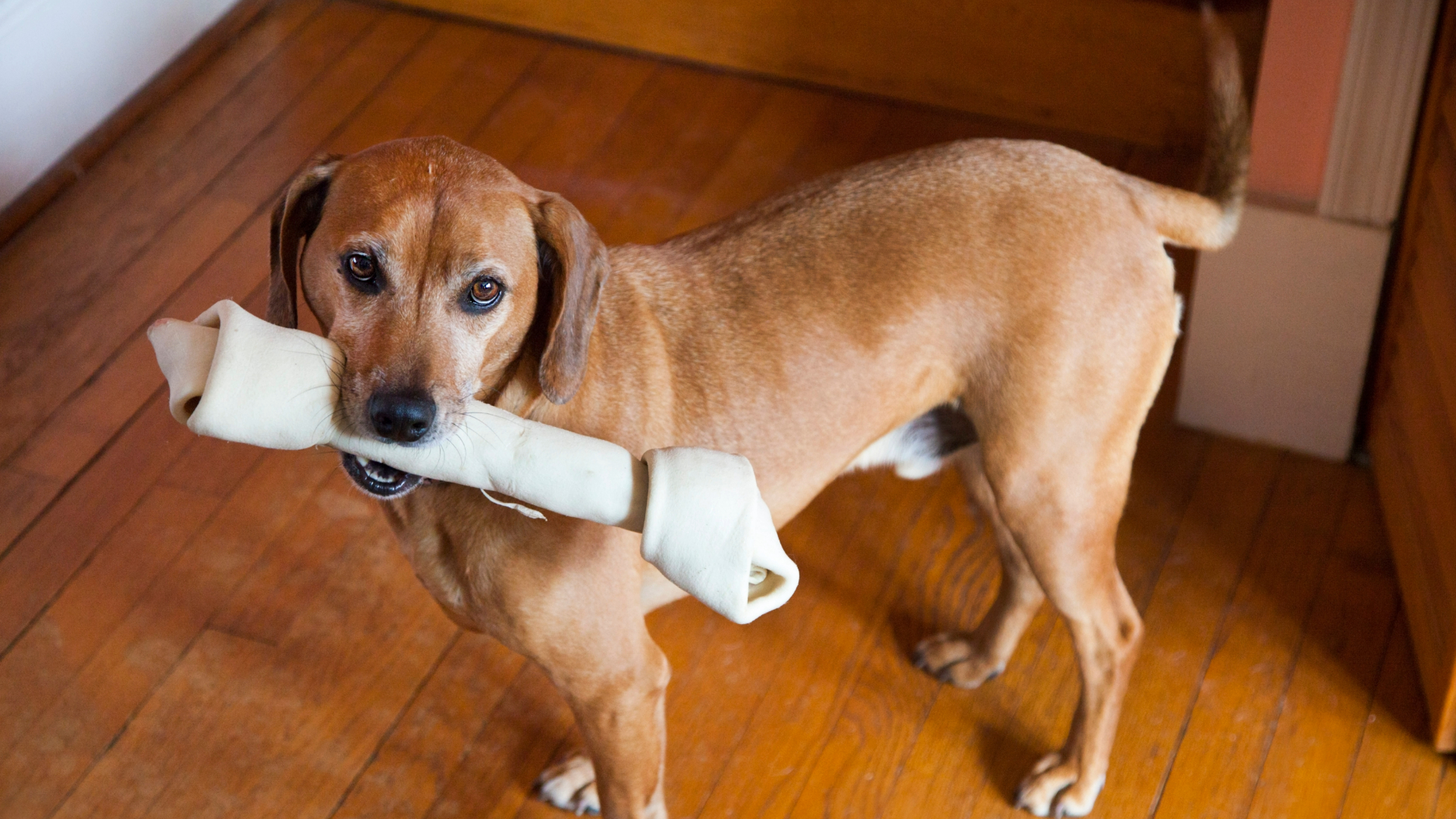 Dog standing up with a large rawhide bone in its mouth