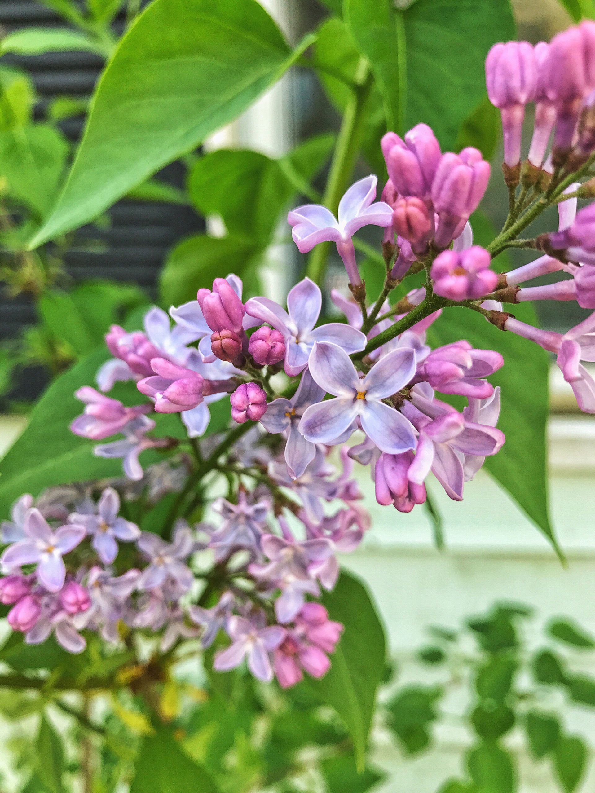 close up of lilac bush