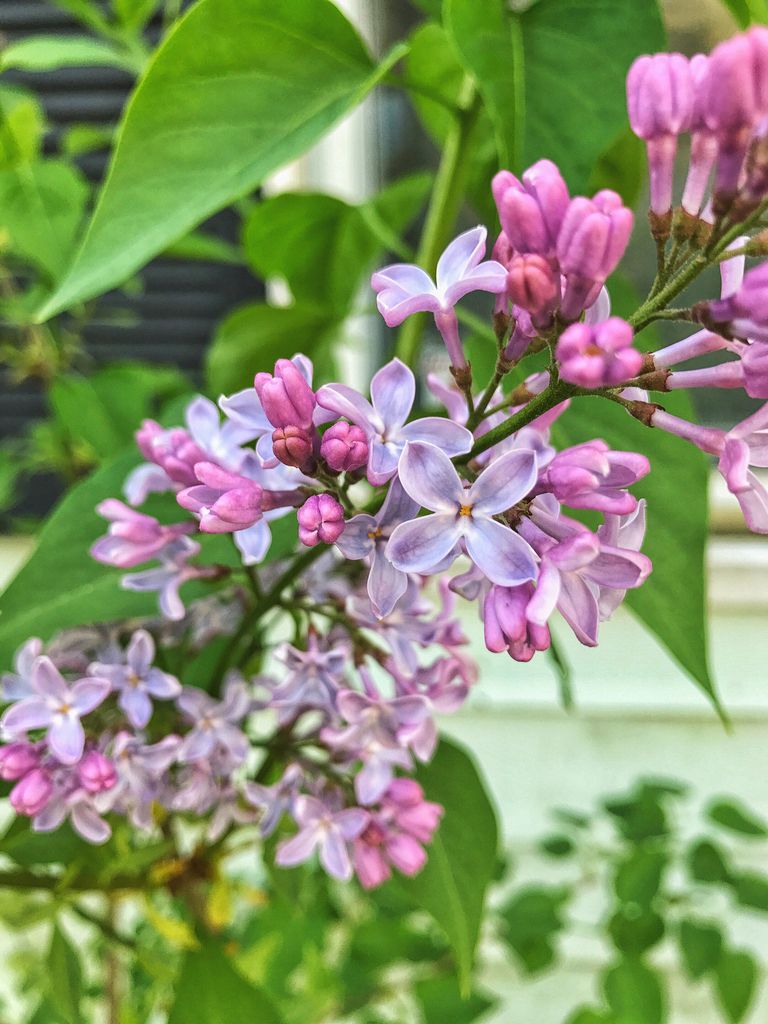 how-to-prune-lilac-homes-gardens