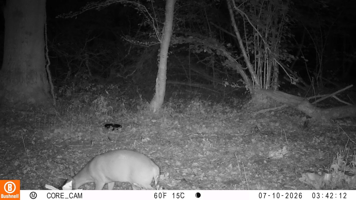 Sample images from the Bushnell Core S-4K No Glow trail camera