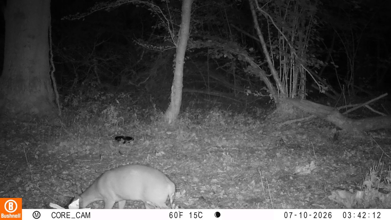 Sample images from the Bushnell Core S-4K No Glow trail camera