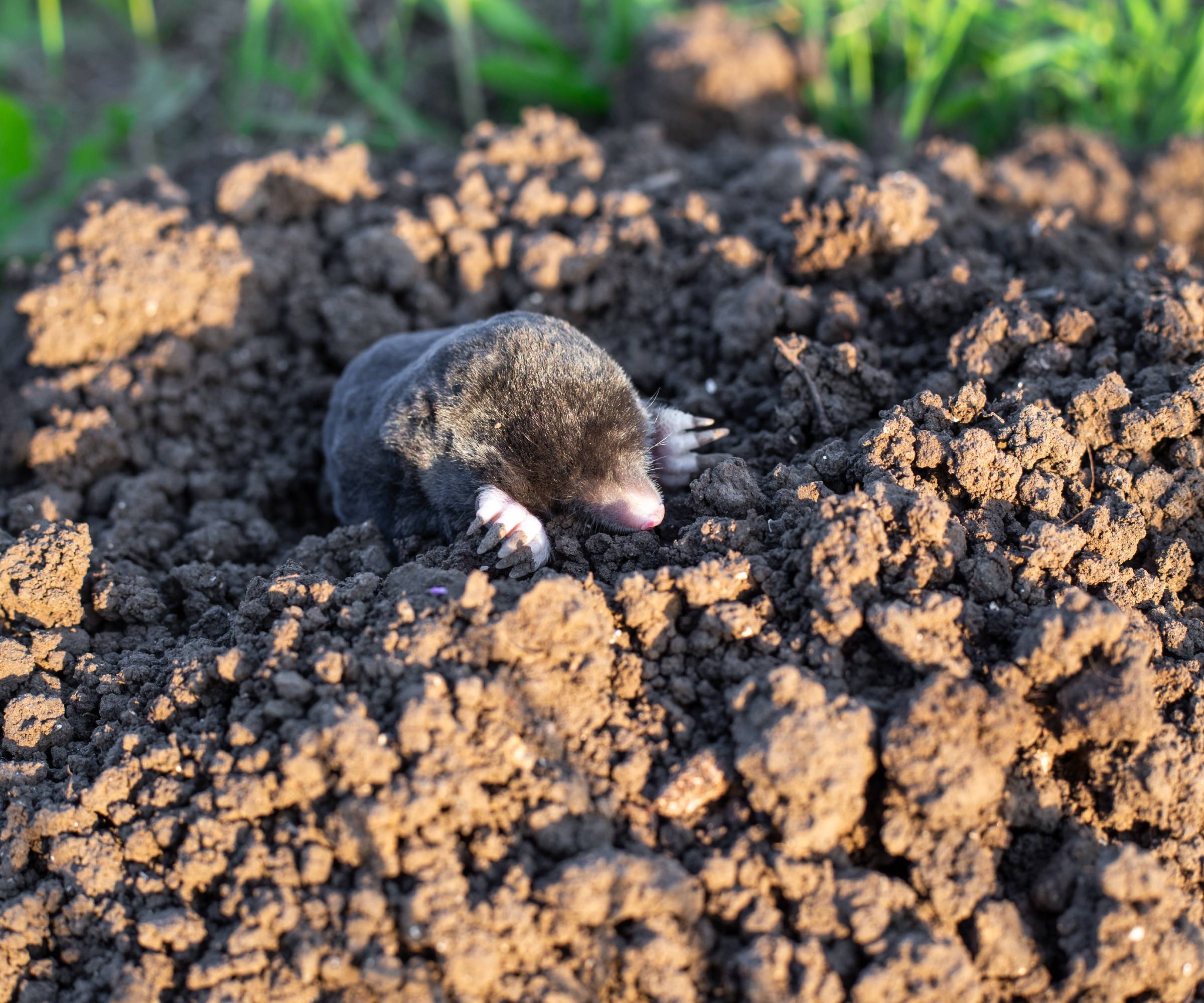 A mole on a molehill