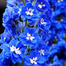 delphinium with deep blue and white flowers