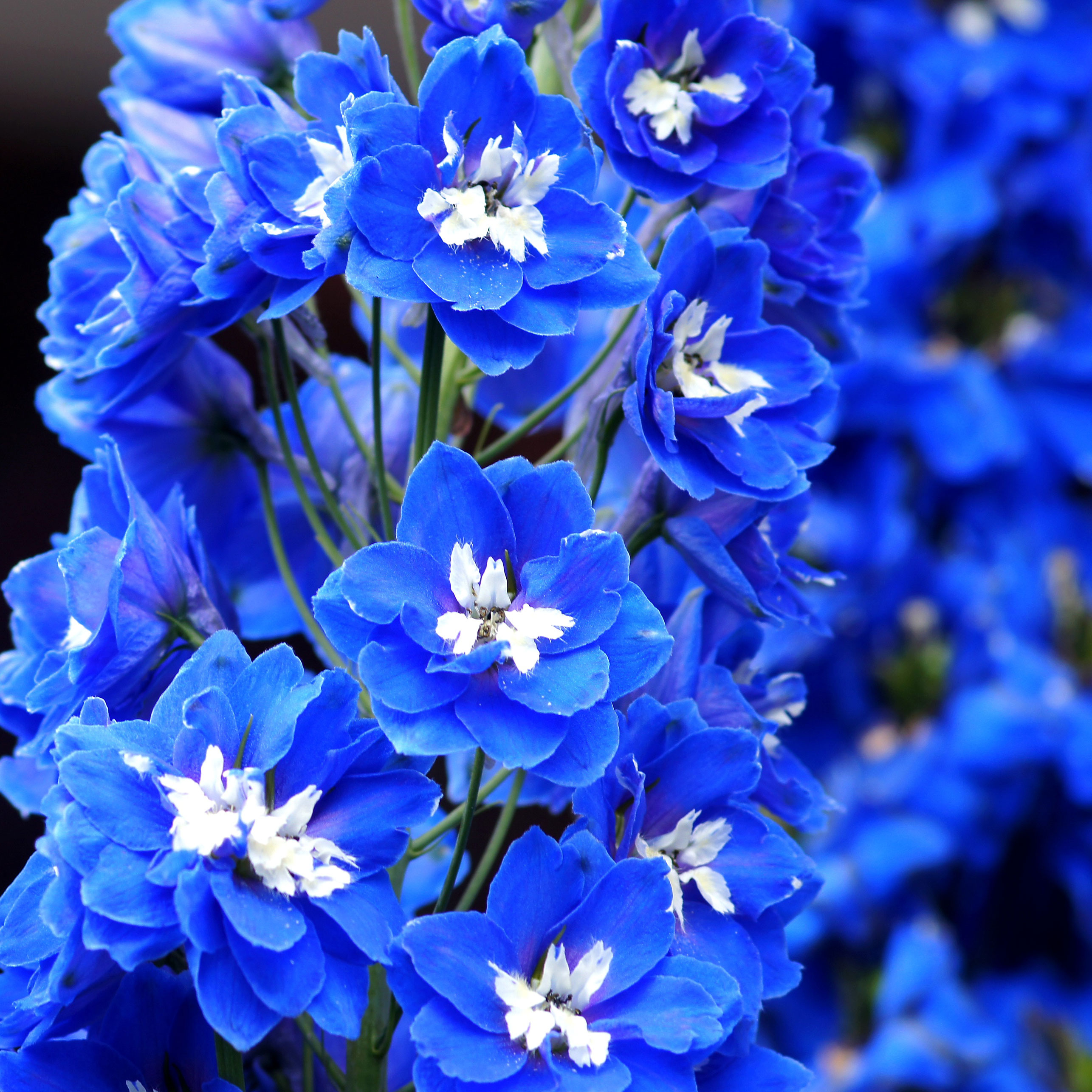 delphinium with deep blue and white flowers