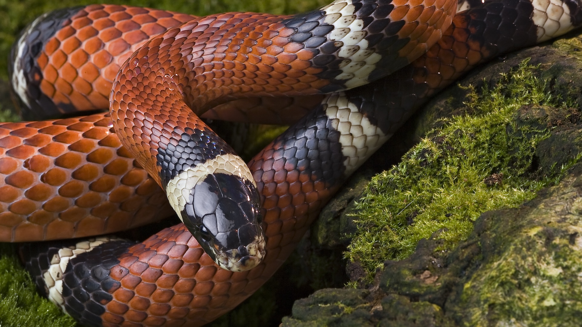 a close-up of an orange, black and white striped snake