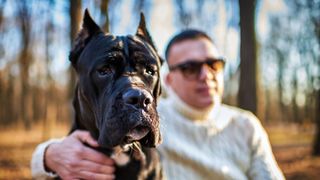 Man with his arm around his Cane Corso