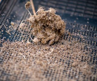 Dried Carrot Flower And Seeds