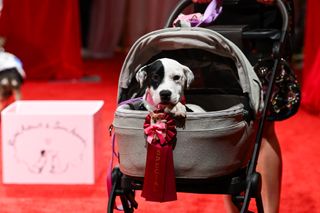 a dog in a stroller at the Susan Alexandra and Rachel Antonoff dog fashion show