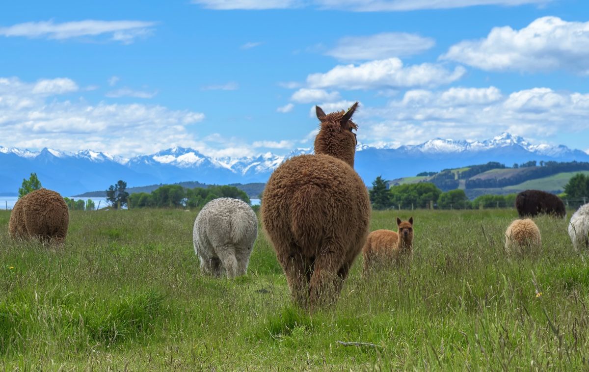 Alpaca butt.