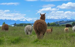 Alpaca butt.