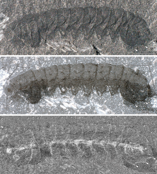 a fossil of the species Mollisonia symmetrica that provides a side view of the organism