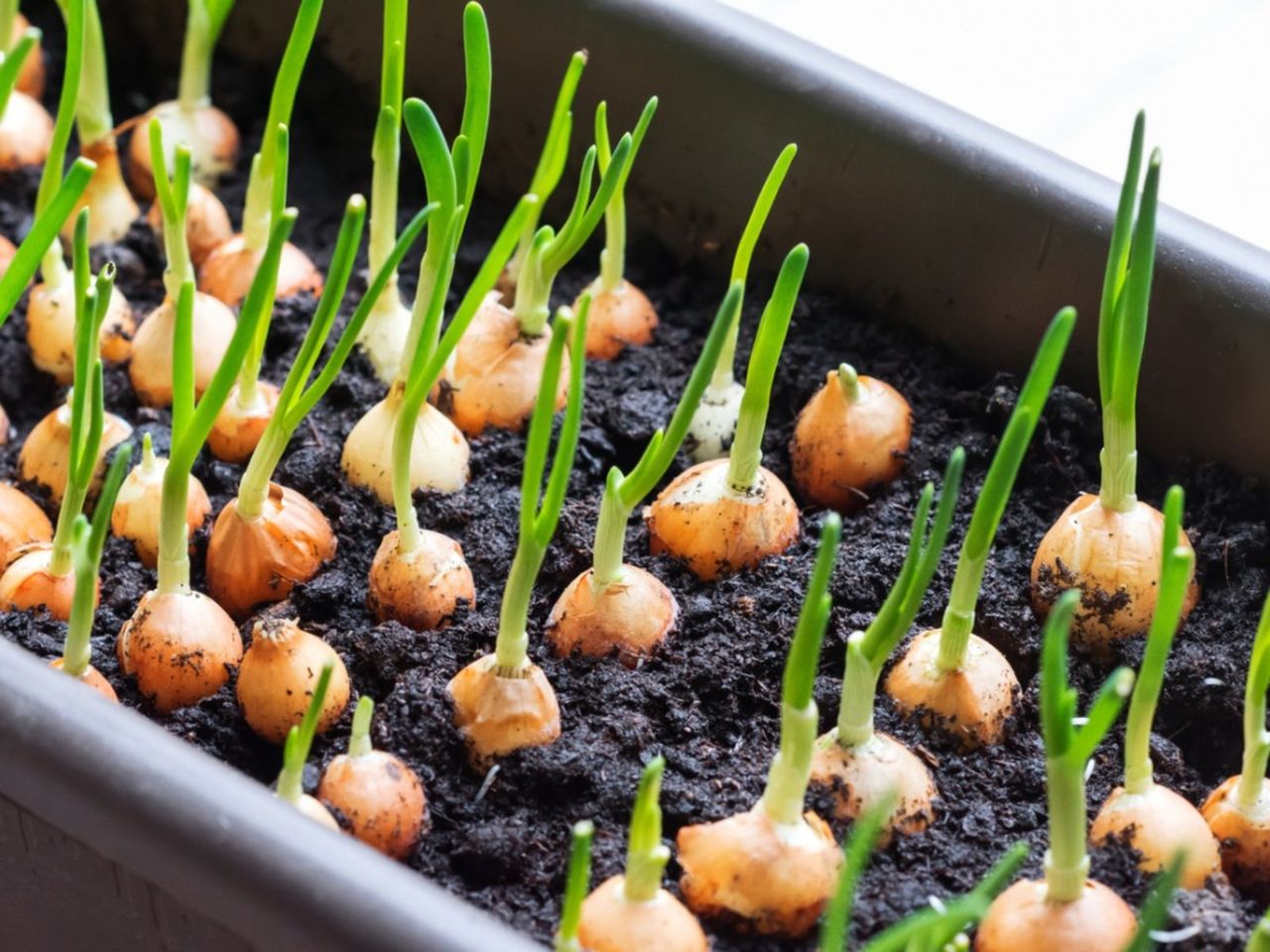 Rows Of Planted Onion Seeds In Soil