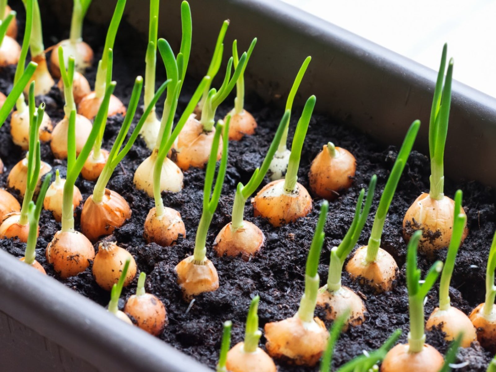 Onion Seed Starting - How To Grow Onions From Seeds | Gardening Know How