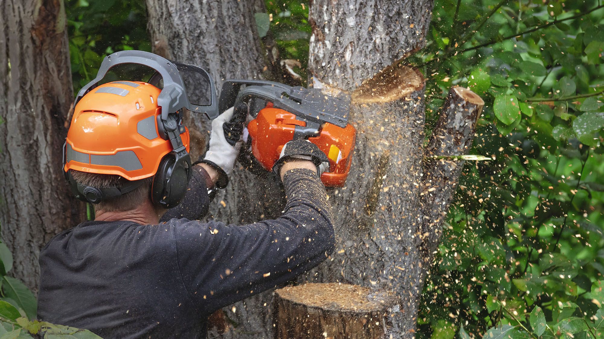 Don't Cut Down That Tree Yet – It Could Be Legally Protected, Even if It's on Your Own Property
