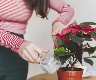 A woman's hands water a poinsettia