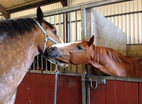 Hovis-and-friend.jpg