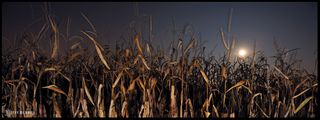 From skywatcher and photographer Jeff Berkes in the Philadelphia suburbs comes this shot of a true Harvest Moon taken on September 12, 2011.