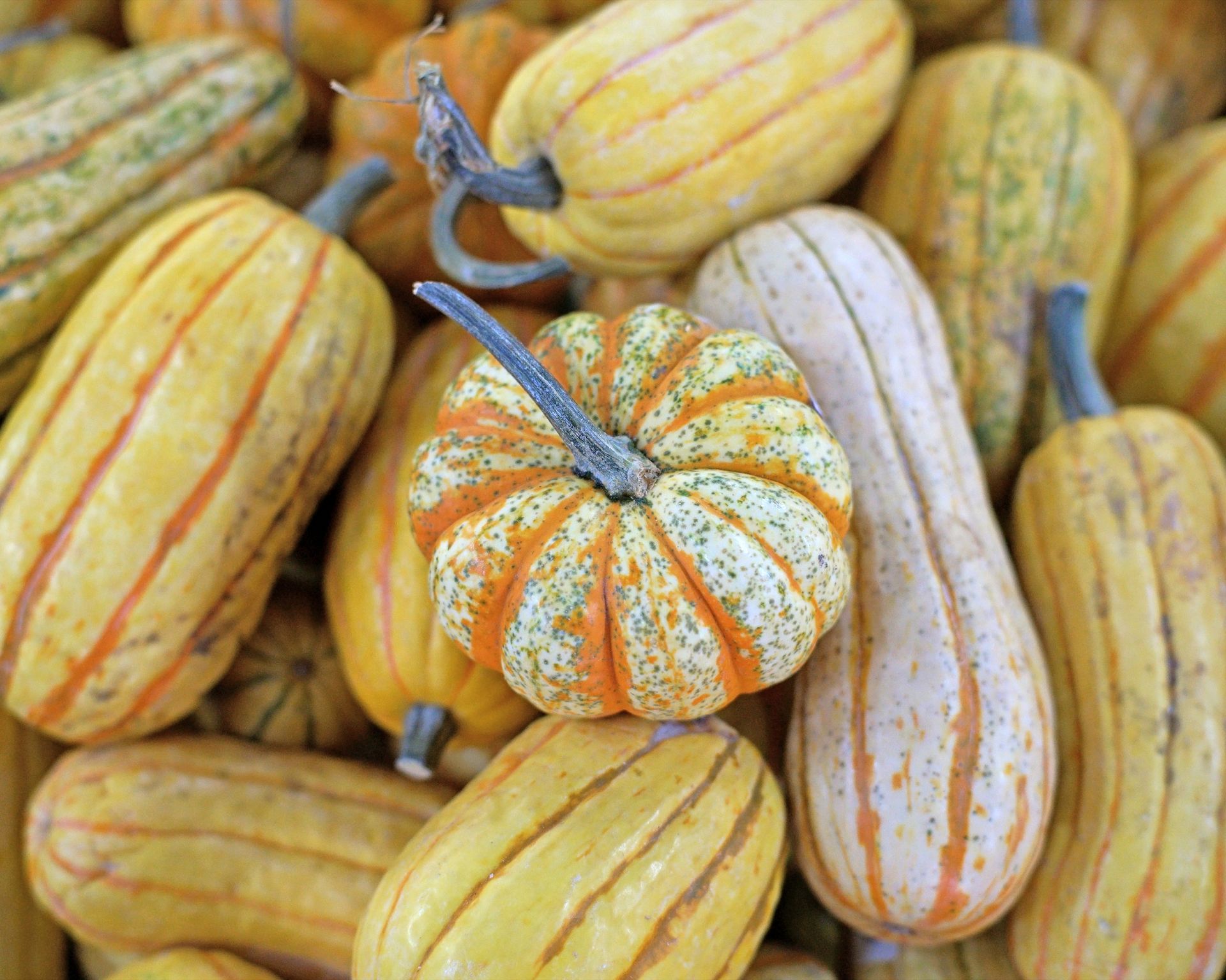 A large group of carnival squash pumpkins and squashes