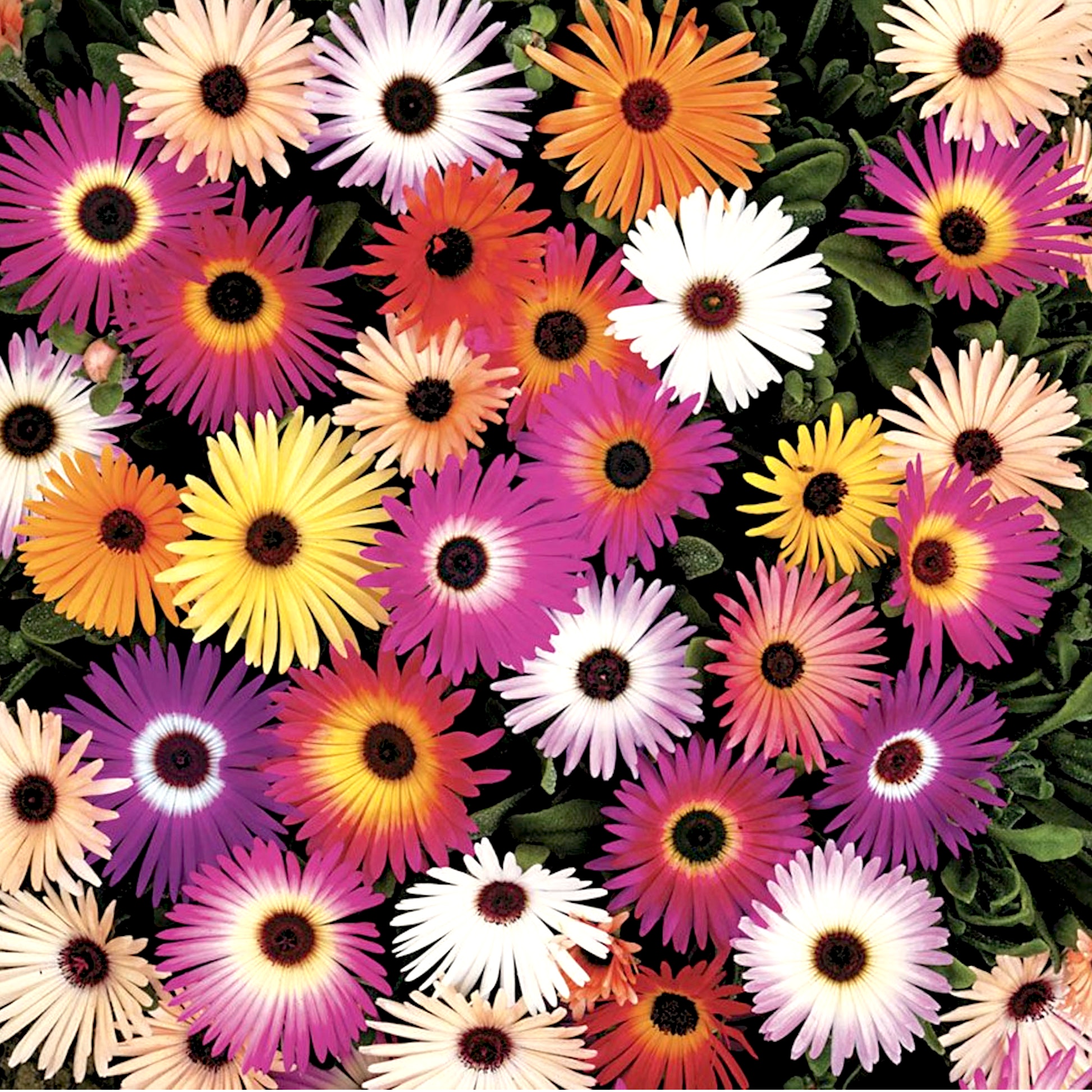 Livingstone daisies Harlequin Mix from Park Seed