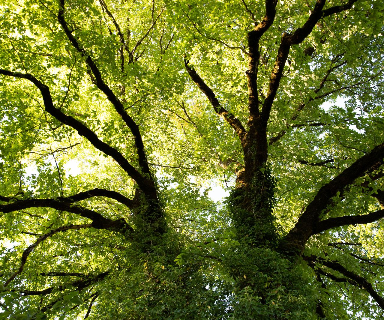 Birth Month Trees: Find All 12 and Their Special Meanings | Gardening ...
