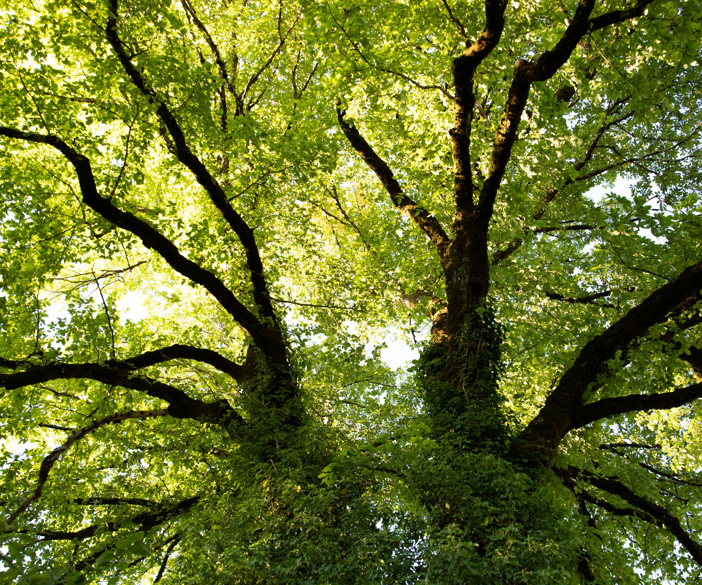 ash tree with lots of green leaves in sunlight