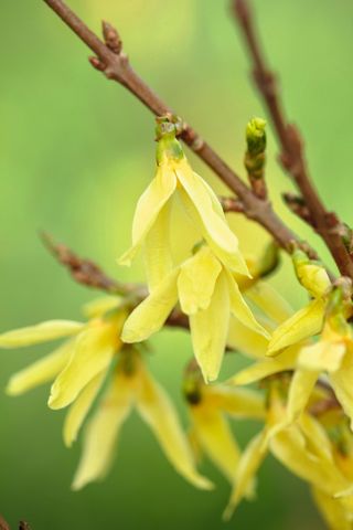 bright yellow flower