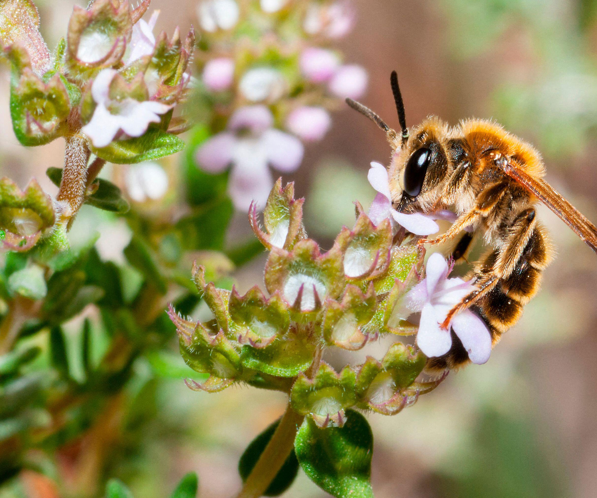 winter savory flowers with mining bee