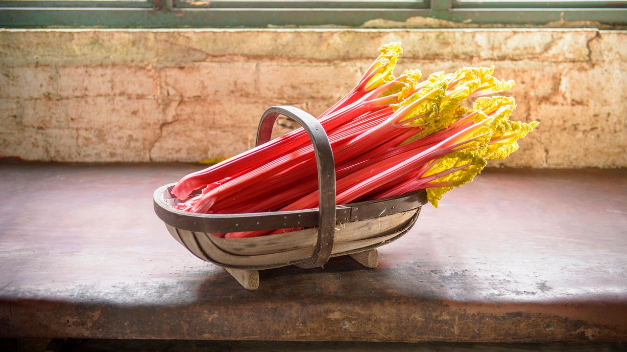 Rhubarb in basket