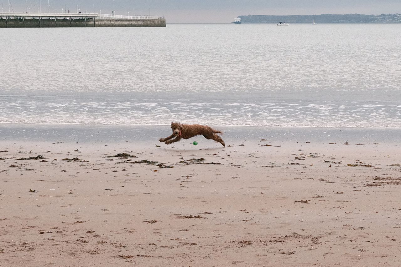 A photo of a dog and a ball, taken on a Sigma BF camera