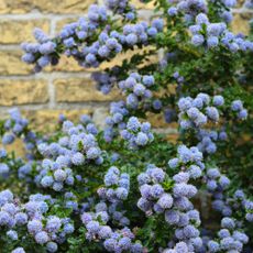 california lilac in front of stone wall 