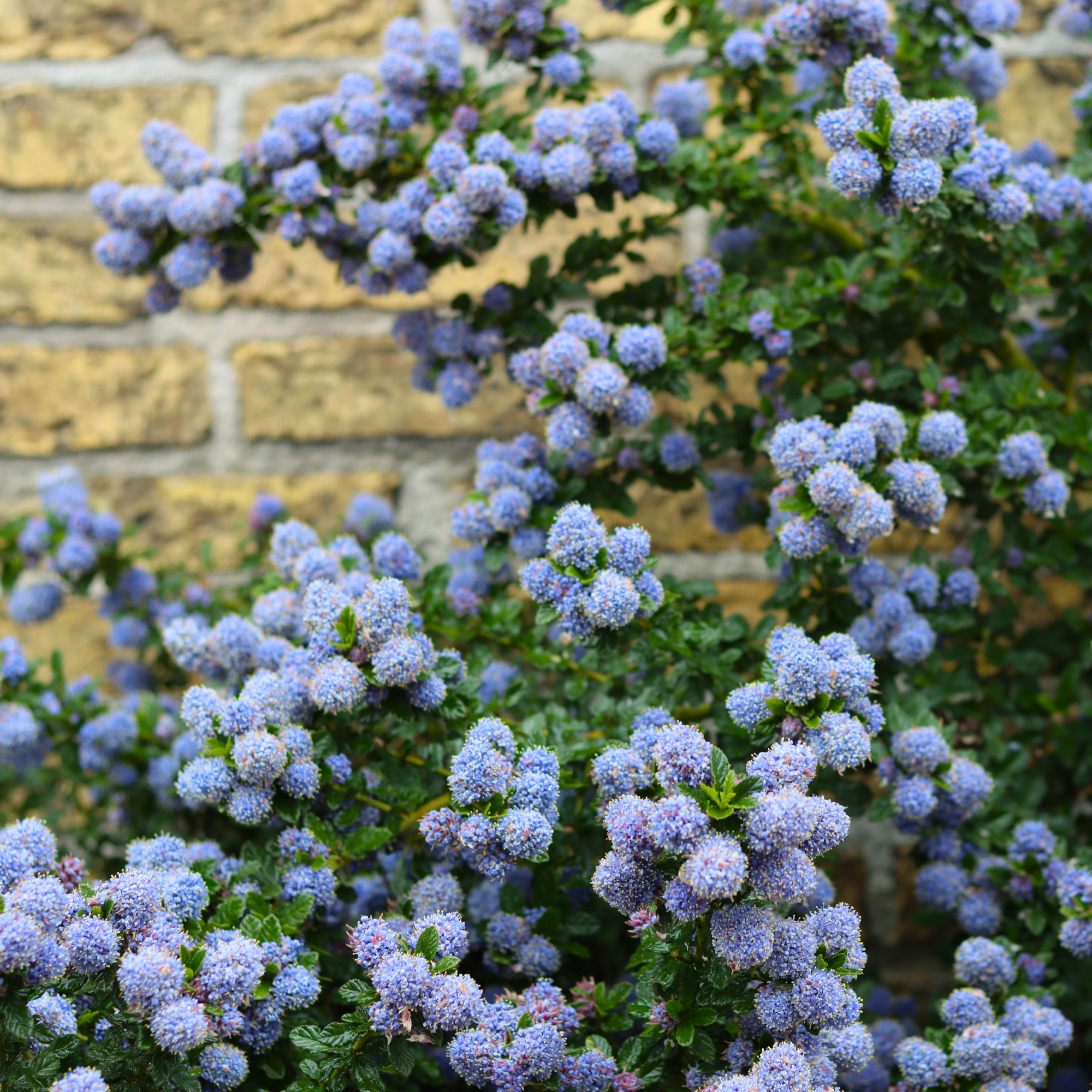 california lilac in front of stone wall 
