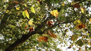 Canon EOS 6D Mk2 review: image shows photo of fall leaves