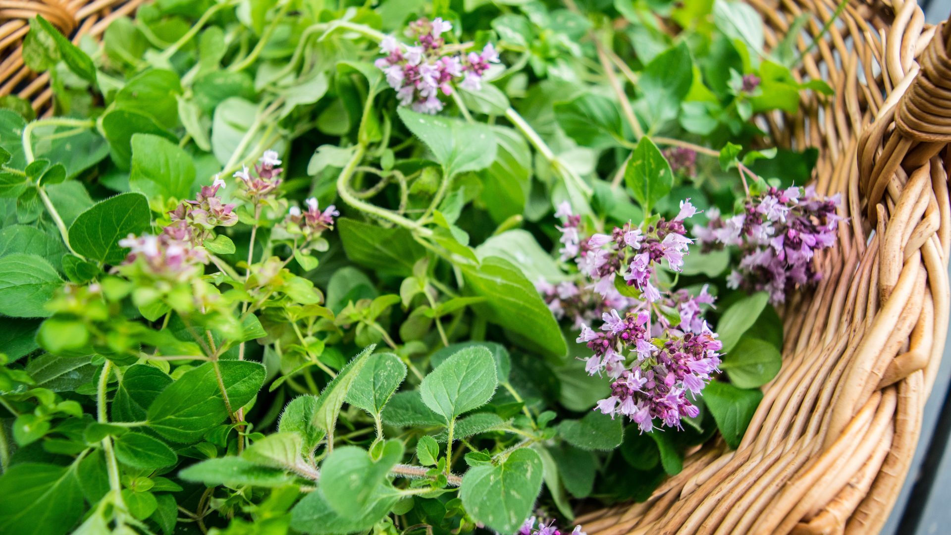 How to grow marjoram