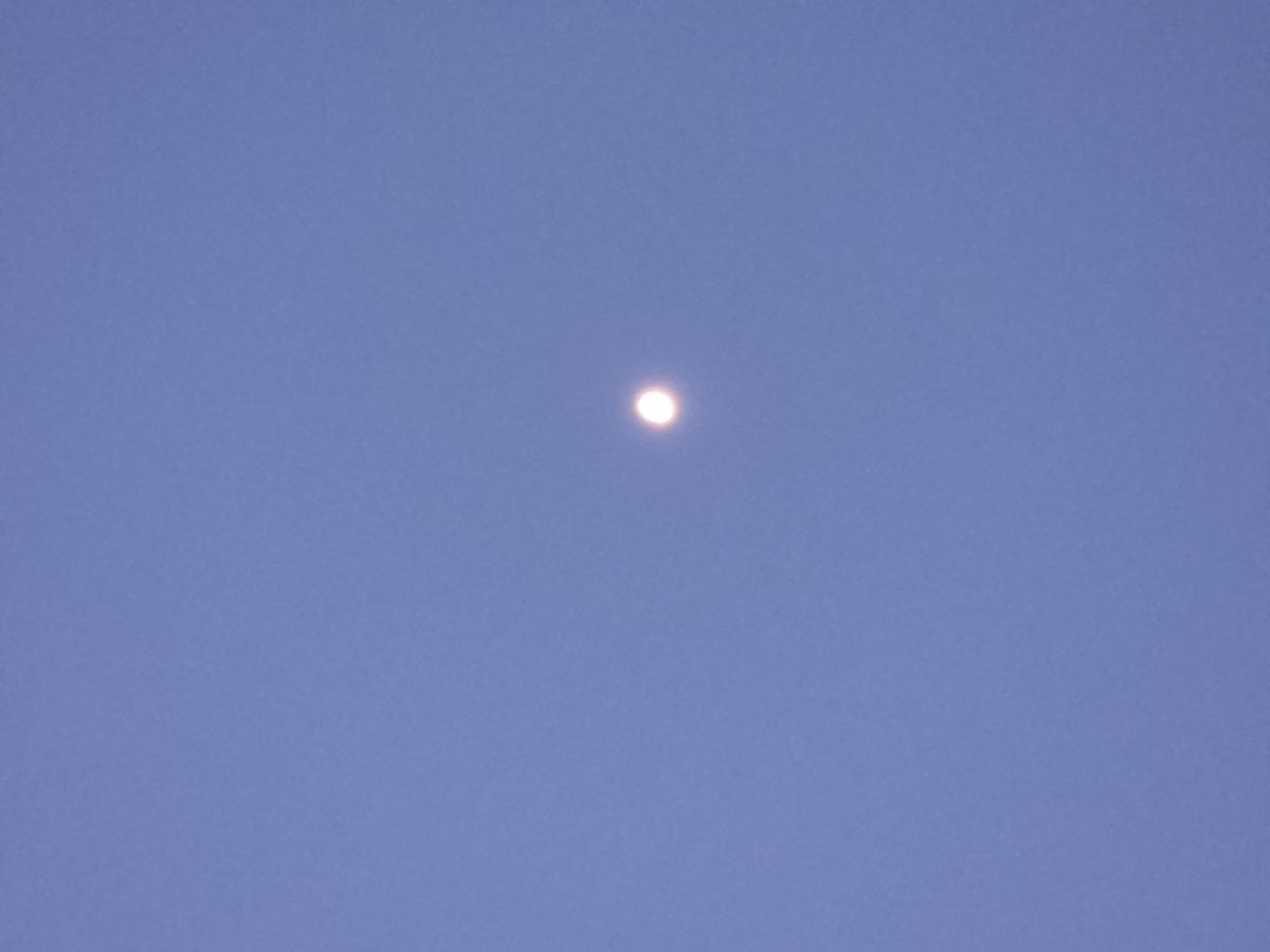 Samsung Galaxy S26 Plus Review Camera Samples
