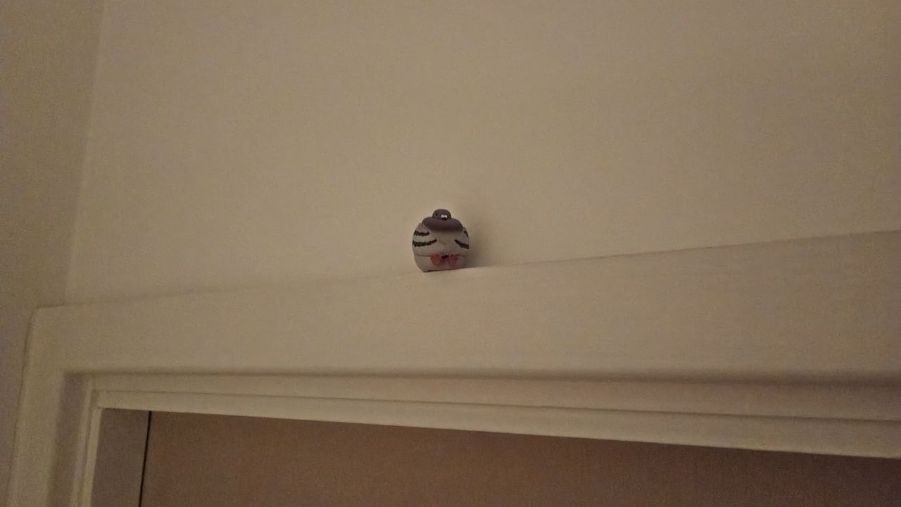 Photo taken on Motorola Moto G06 Power showing pigeon figure balanced on door frame