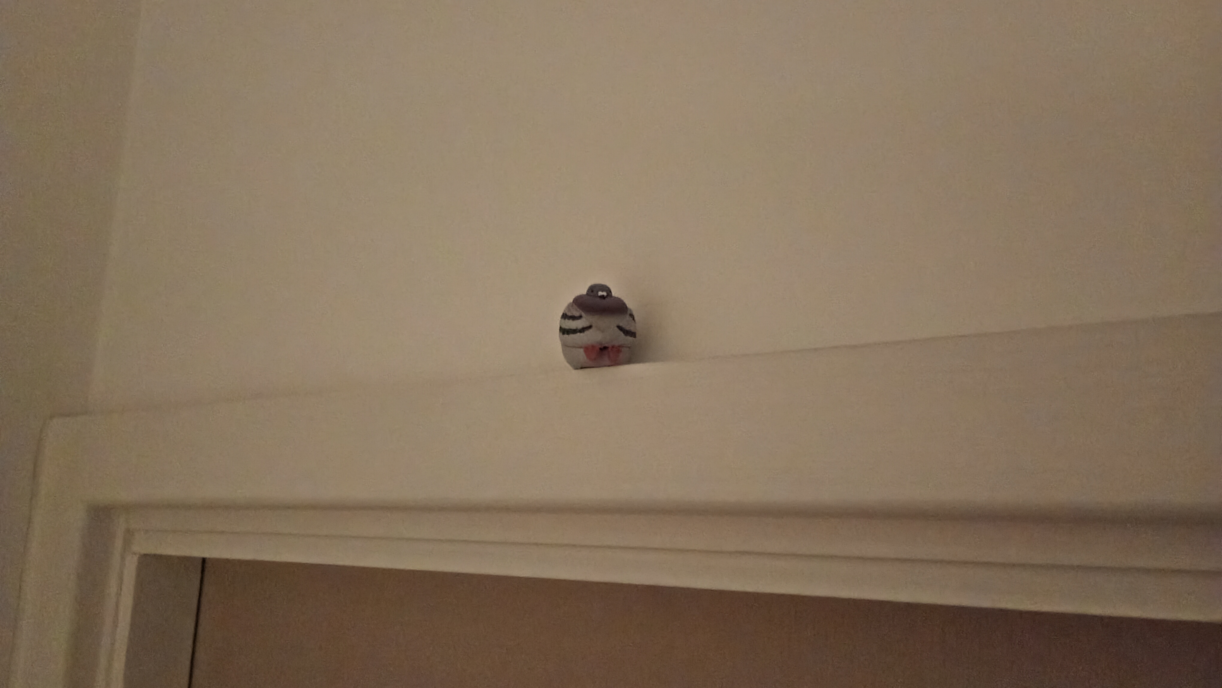 Photo taken on Motorola Moto G06 Power showing pigeon figure balanced on door frame