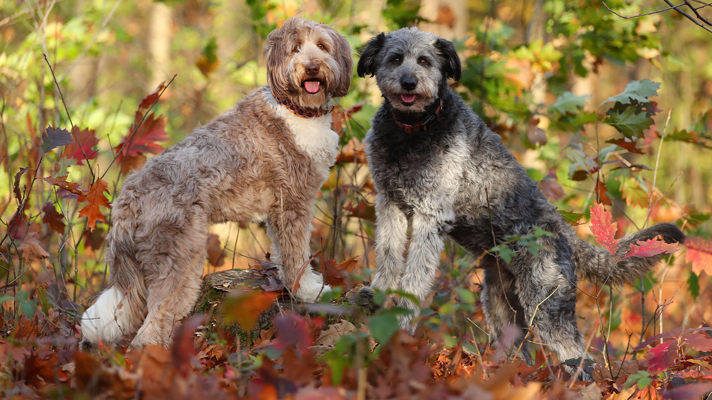 Two Aussiedoodles