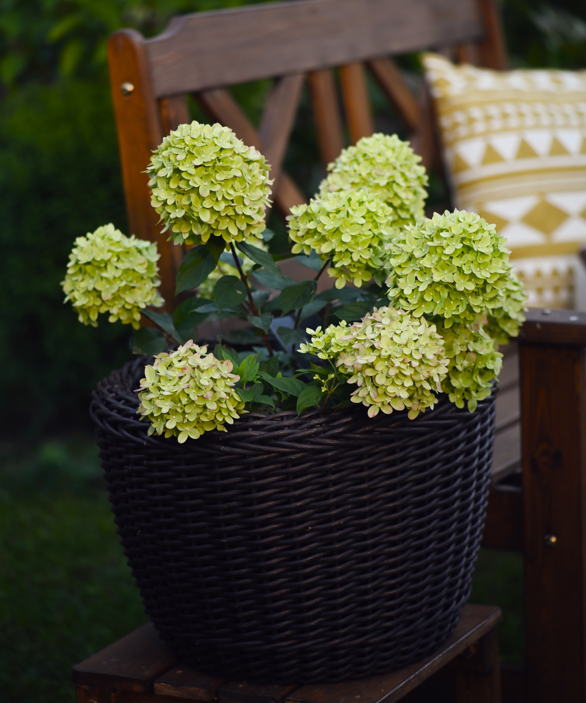 Little Lime hydrangea in a pot