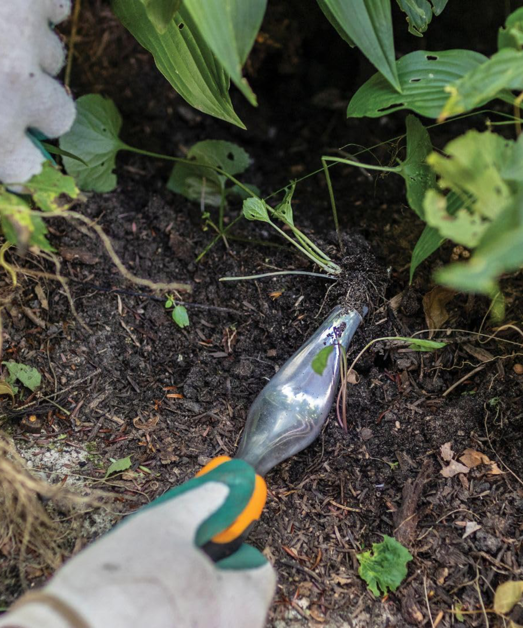 Gardener using Fiskars ergo weeder tool