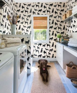A mudroom laundry idea with dog print patterned wallpaper, chocolate labrador and jute runner