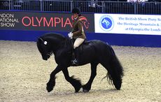 Dales Tarbarl Matthew at London International Horse Show