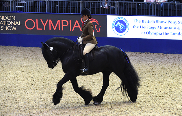 Dales Tarbarl Matthew at London International Horse Show