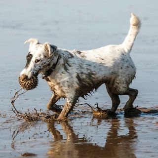 Small dog covered in mud