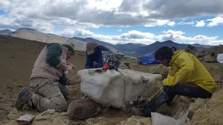 The scientific team prepares the plaster jacket protecting the fossils in the Magallanes region of Chilean Patagonia .