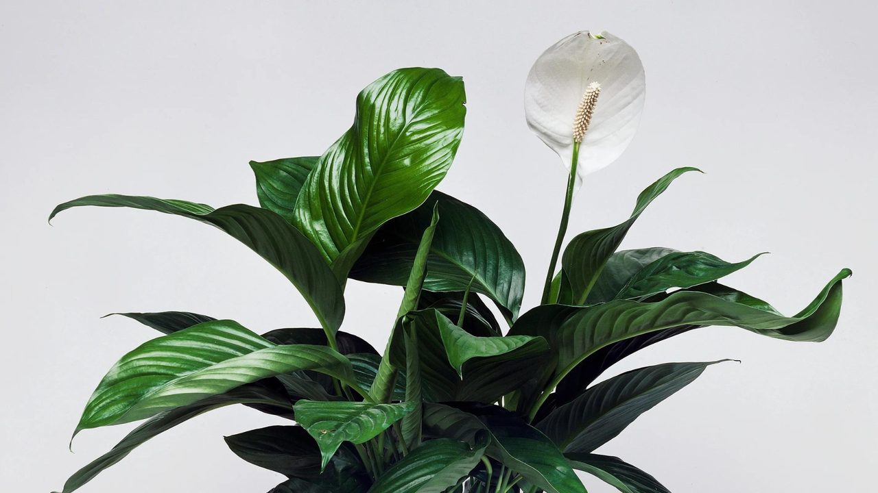 peace lily