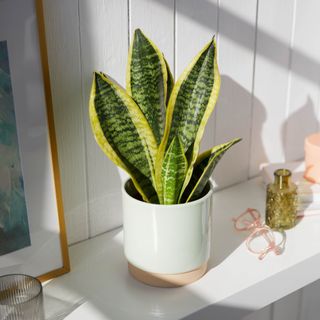 snake plant in white pot on shelf
